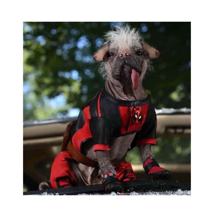 Dogpool Plush 25 cm - Deadpool & Wolverine 