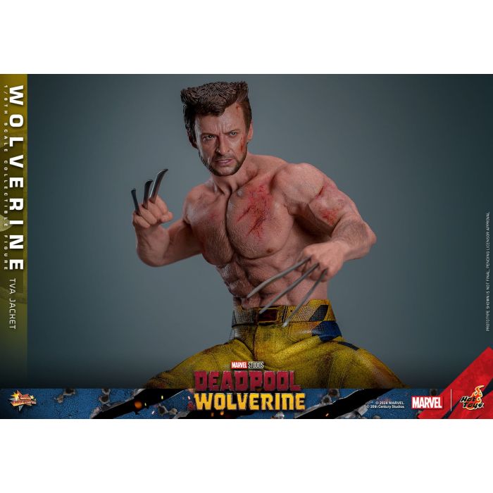 Wolverine (TVA Jacket Version) 1:6 Scale Figure - Hot Toys - Deadpool & Wolverine