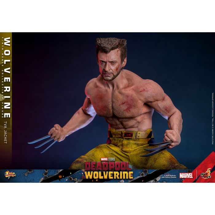 Wolverine (TVA Jacket Version) 1:6 Scale Figure - Hot Toys - Deadpool & Wolverine