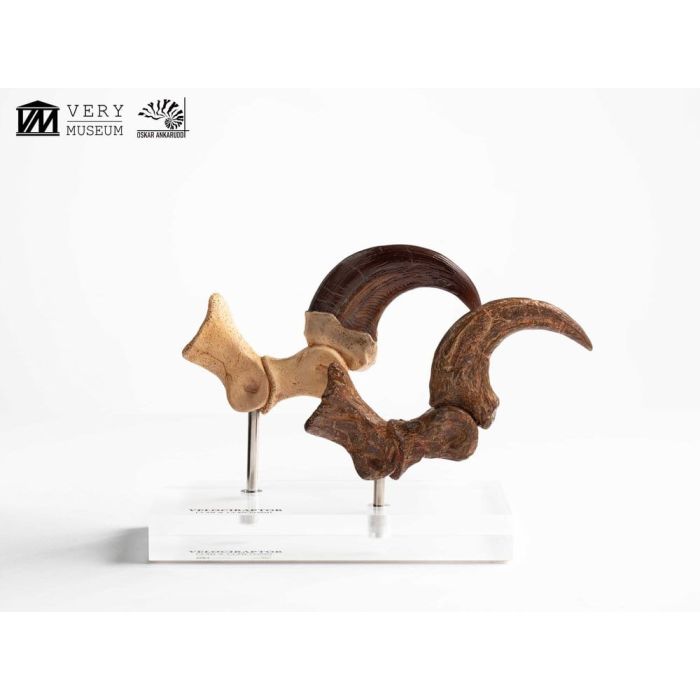 Jurassic Park ECC Elite Creature Line Statue Velociraptor Foot Claw and Fossil Claw Set 20 cm