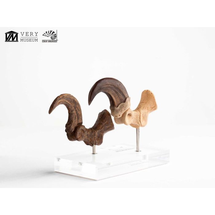 Jurassic Park ECC Elite Creature Line Statue Velociraptor Foot Claw and Fossil Claw Set 20 cm