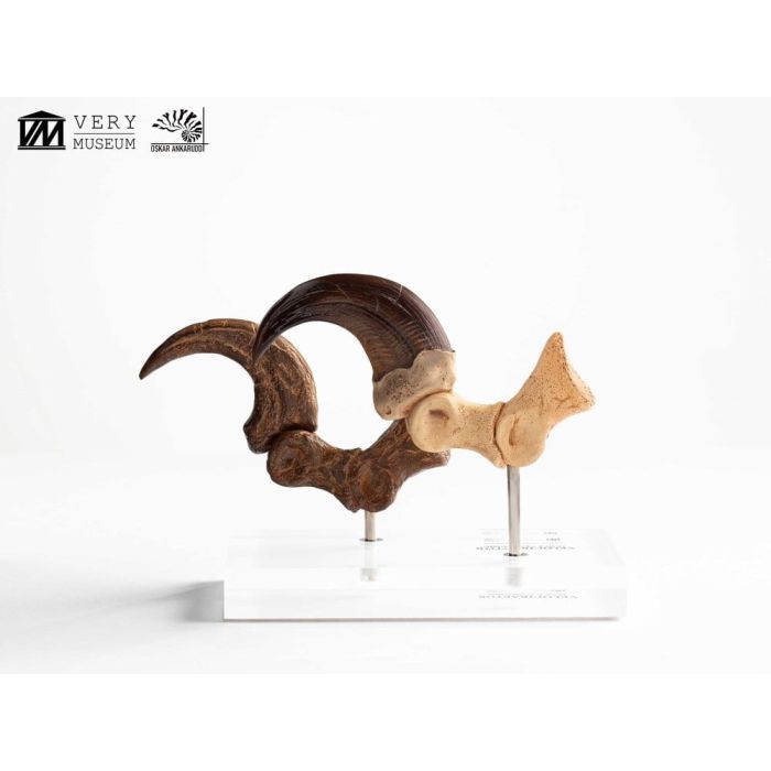 Jurassic Park ECC Elite Creature Line Statue Velociraptor Foot Claw and Fossil Claw Set 20 cm