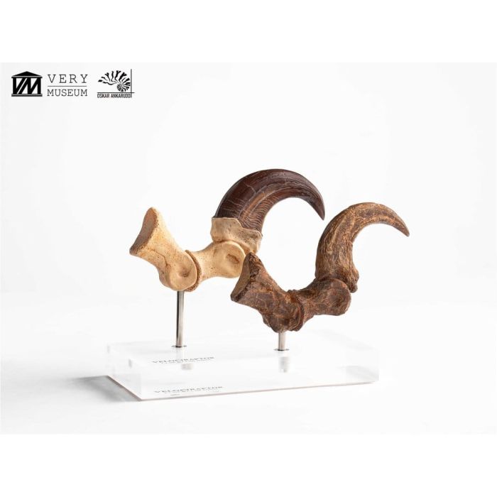 Jurassic Park ECC Elite Creature Line Statue Velociraptor Foot Claw and Fossil Claw Set 20 cm