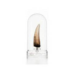 Jurassic Park III Prop Replica 1/1 Spinosaurus Tooth 14 cm