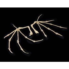 Mythic Legions: All Stars 6 Action Figure Accessorys Bone Wings